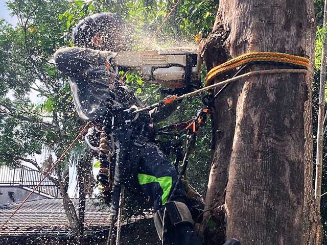 大木切りサービス 市区町村様からの苦情の伐採 伐根 除根作業 福岡市