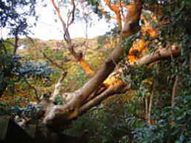 大木切りサービス 倒木の伐採 伐根 除根作業 福岡市