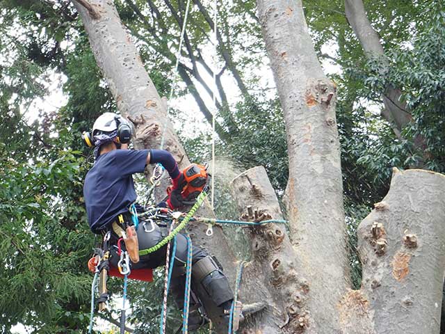 大木切りサービス 大木切り 伐採 伐根 除根作業 福岡市