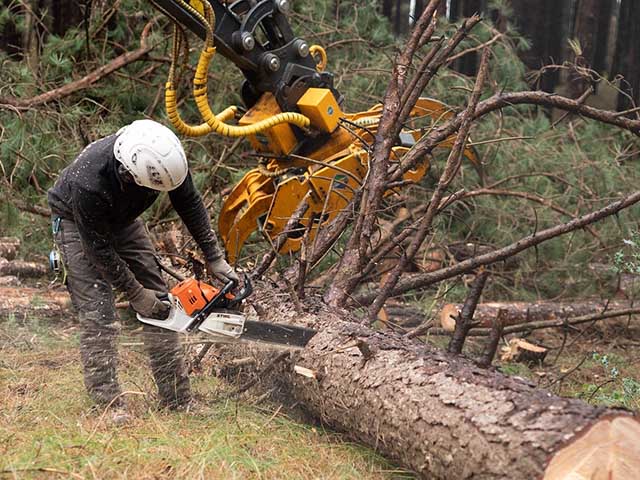 大木切りサービス 倒木切り 伐根 除根作業 福岡市