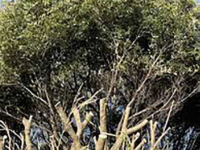 大木切りサービス 雑木林伐採 除根 伐根作業 福岡市