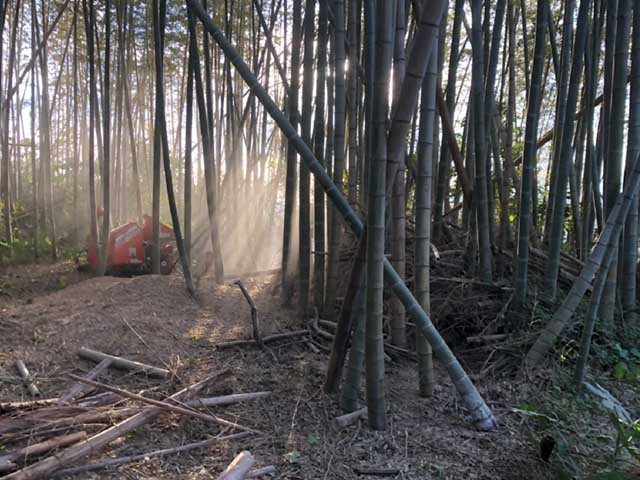 大木切りサービス 竹藪 竹林伐採 除根 伐根作業 福岡市