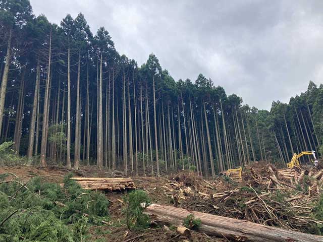 大木切りサービス 山林伐採 除根 伐根作業 福岡市